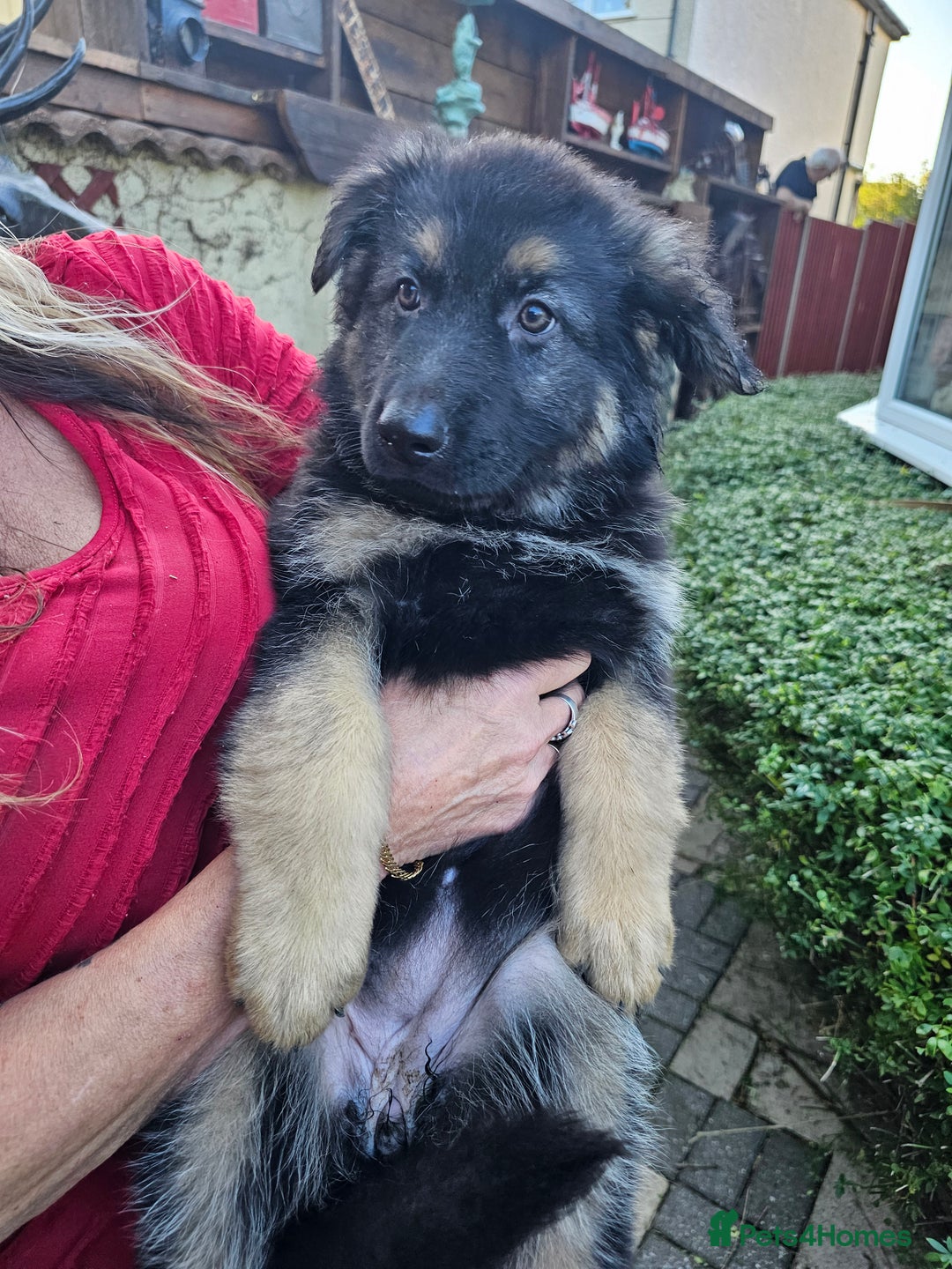 German Shepherd dogs for sale: German Sheperd long hair striaght back - Image 8