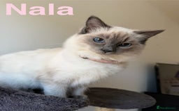 Ragdoll cats for sale: Ragdoll Kittens Looking for Their Forever Homes  - Image 15