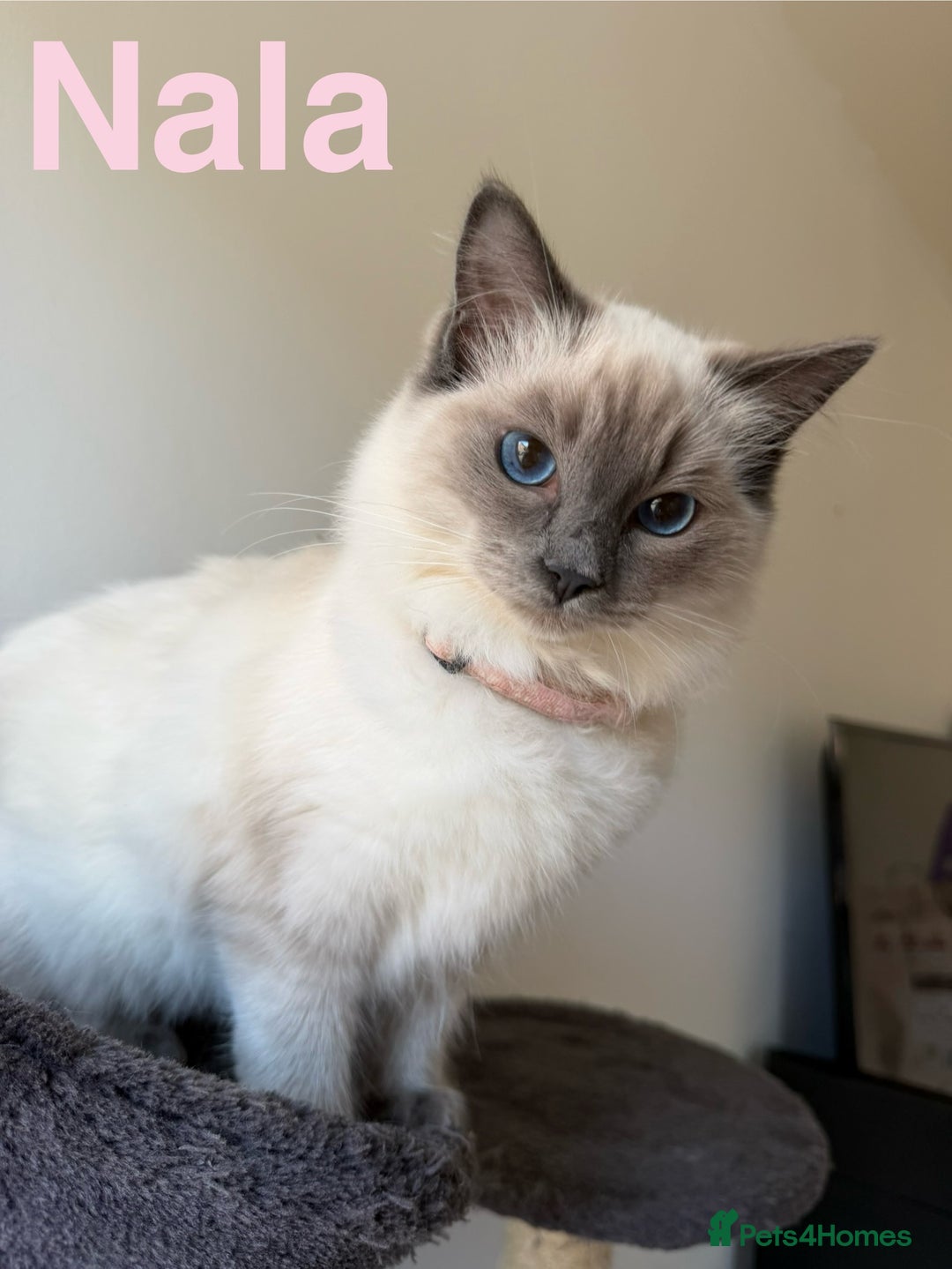 Ragdoll cats for sale: Ragdoll Kittens Looking for Their Forever Homes  - Image 15