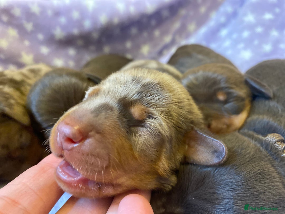 Miniature Dachshund dogs for sale: Sweetest Miniature Dachshund Pups - Image 3