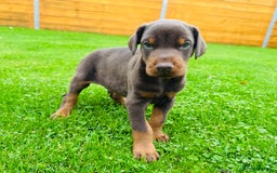 Dobermann dogs for sale: KC Registered Doberman Puppies 🐾🐾🐾 - Image 5