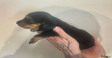 Miniature Dachshund dogs - Advert 10