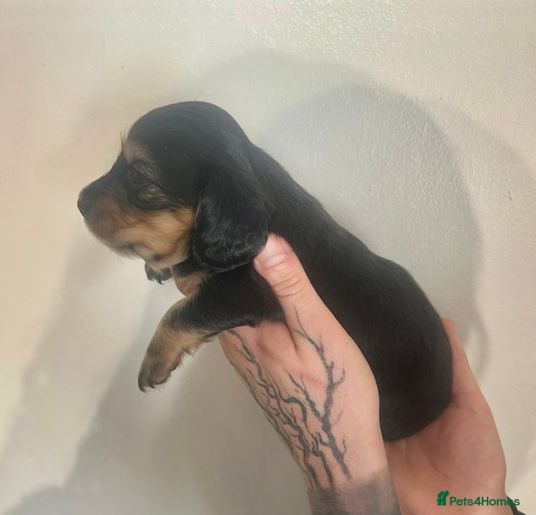 Miniature Dachshund dogs for sale: Black & Cream Long Haired - Image 3