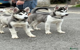 Utonagan dogs for sale: Beautiful Husky × Malamute Puppies – Ready Now! - Image 8