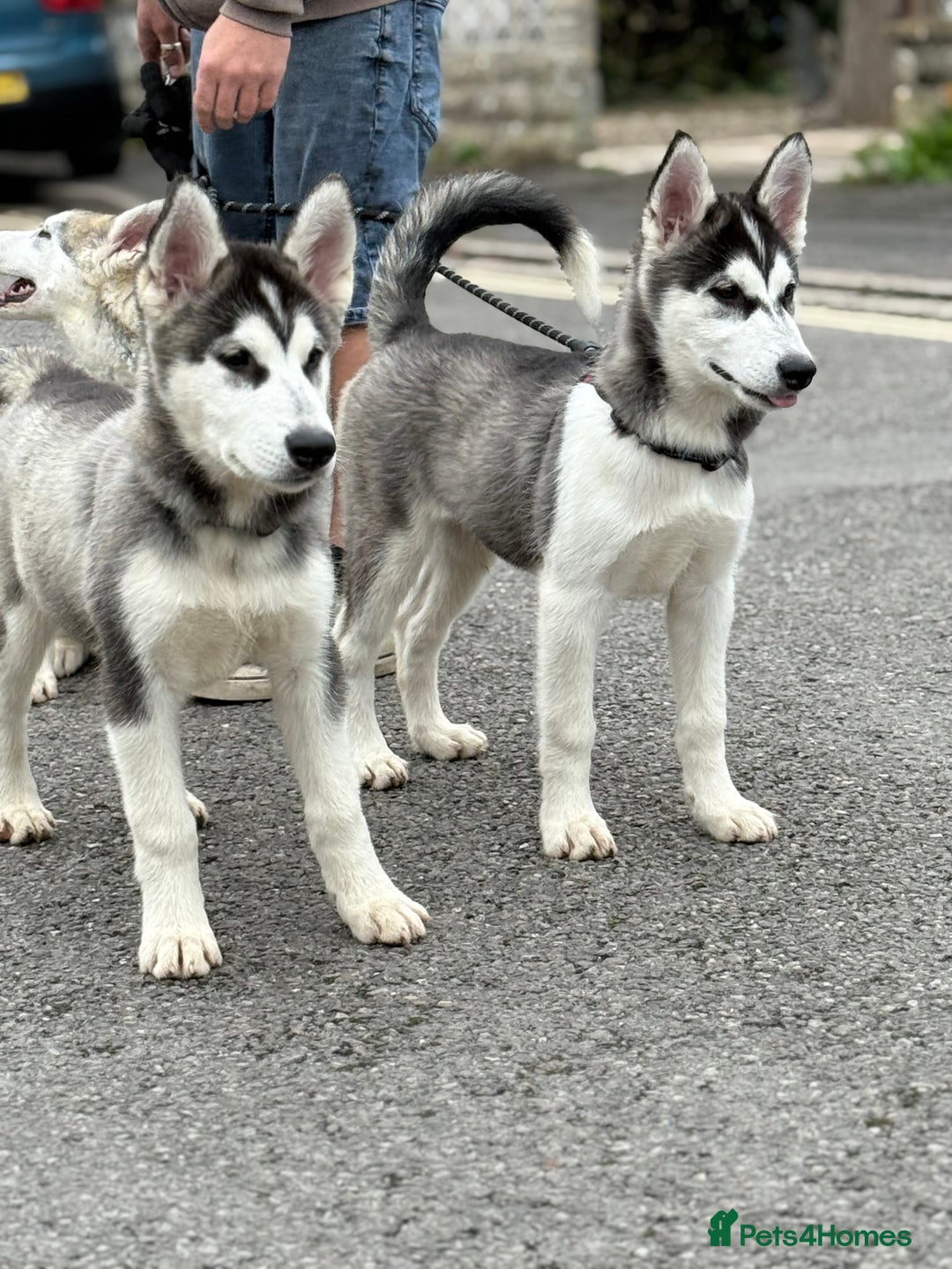 Utonagan dogs for sale: Beautiful Husky × Malamute Puppies – Ready Now! - Image 8