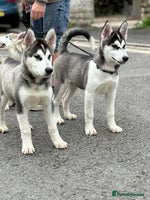 Utonagan dogs - Advert 11