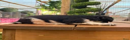 Bernedoodle dogs for sale: F1b Bernedoodle  - Advert 16