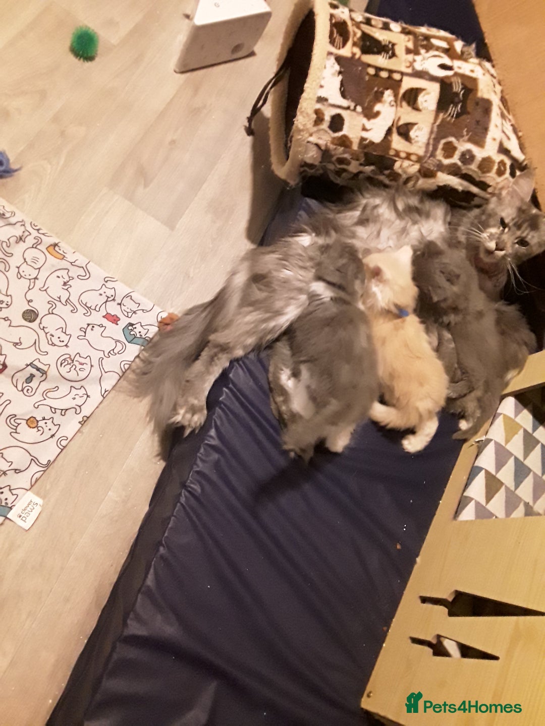 Maine Coon cats for sale: Mainecoon  x ragdolls - Advert 12