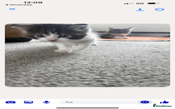 Persian cats for sale: Kittens - Image 4