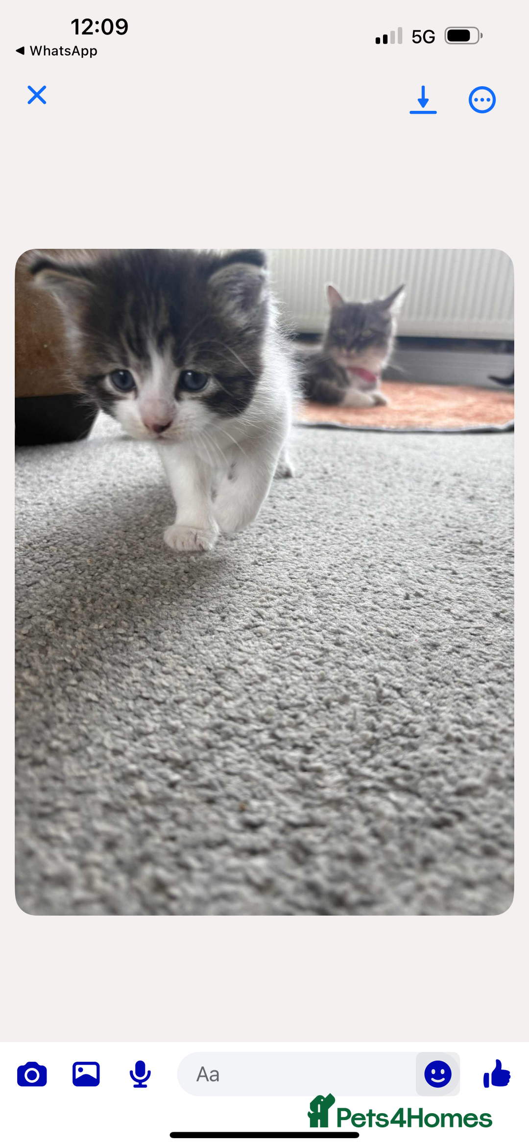 Persian cats for sale: Kittens - Image 4