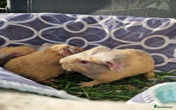 Guinea Pig rodents for sale: Two bond brothers / will ready end of oct  - Image 9
