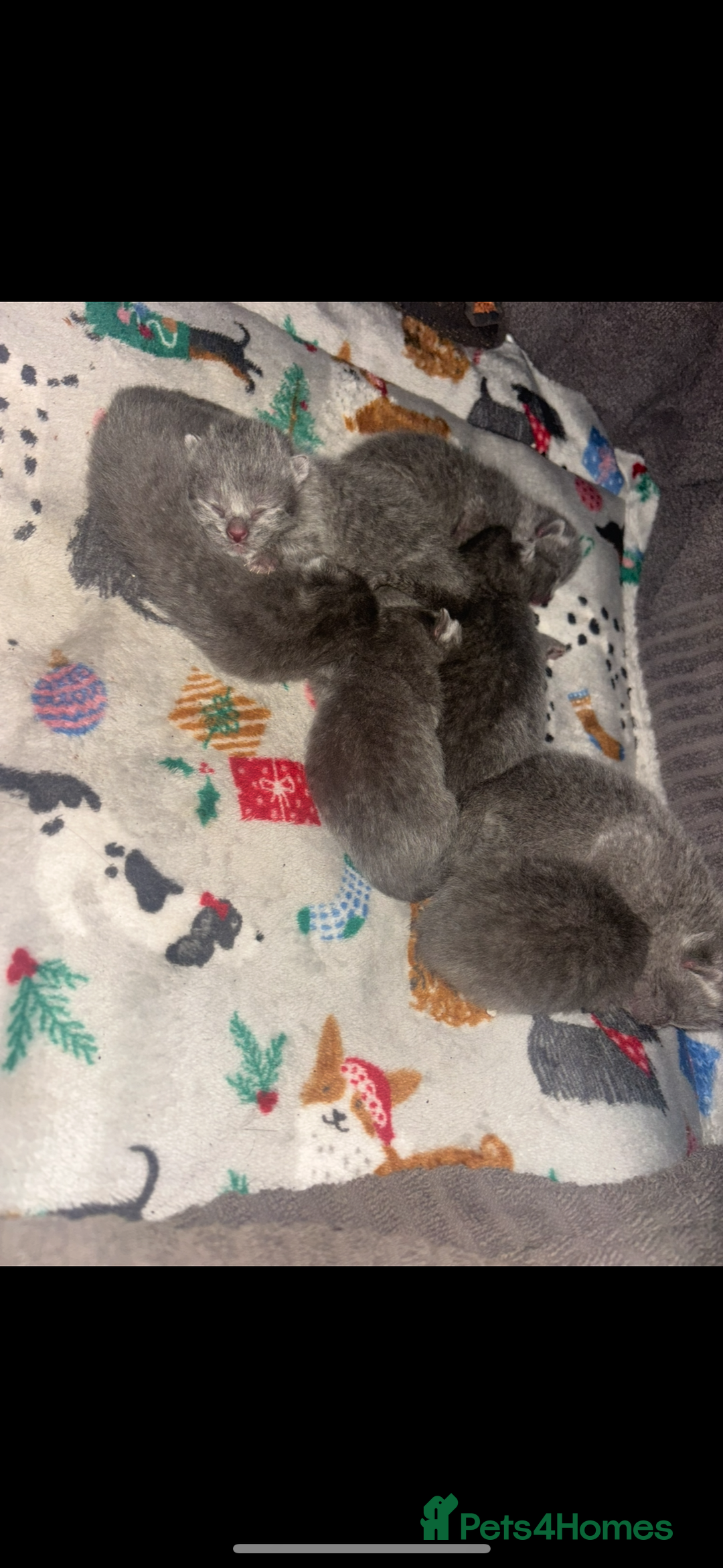 British Shorthair cats for sale: Blue British shorthair  - Image 3