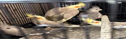 Cockatiels birds for sale: Young Cockatiels - Advert 7