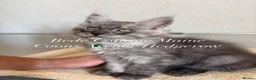 Maine Coon cats for sale: 🐾 Exceptional TICA Registered Maine Coon Kittens in Skegness - Advert 20