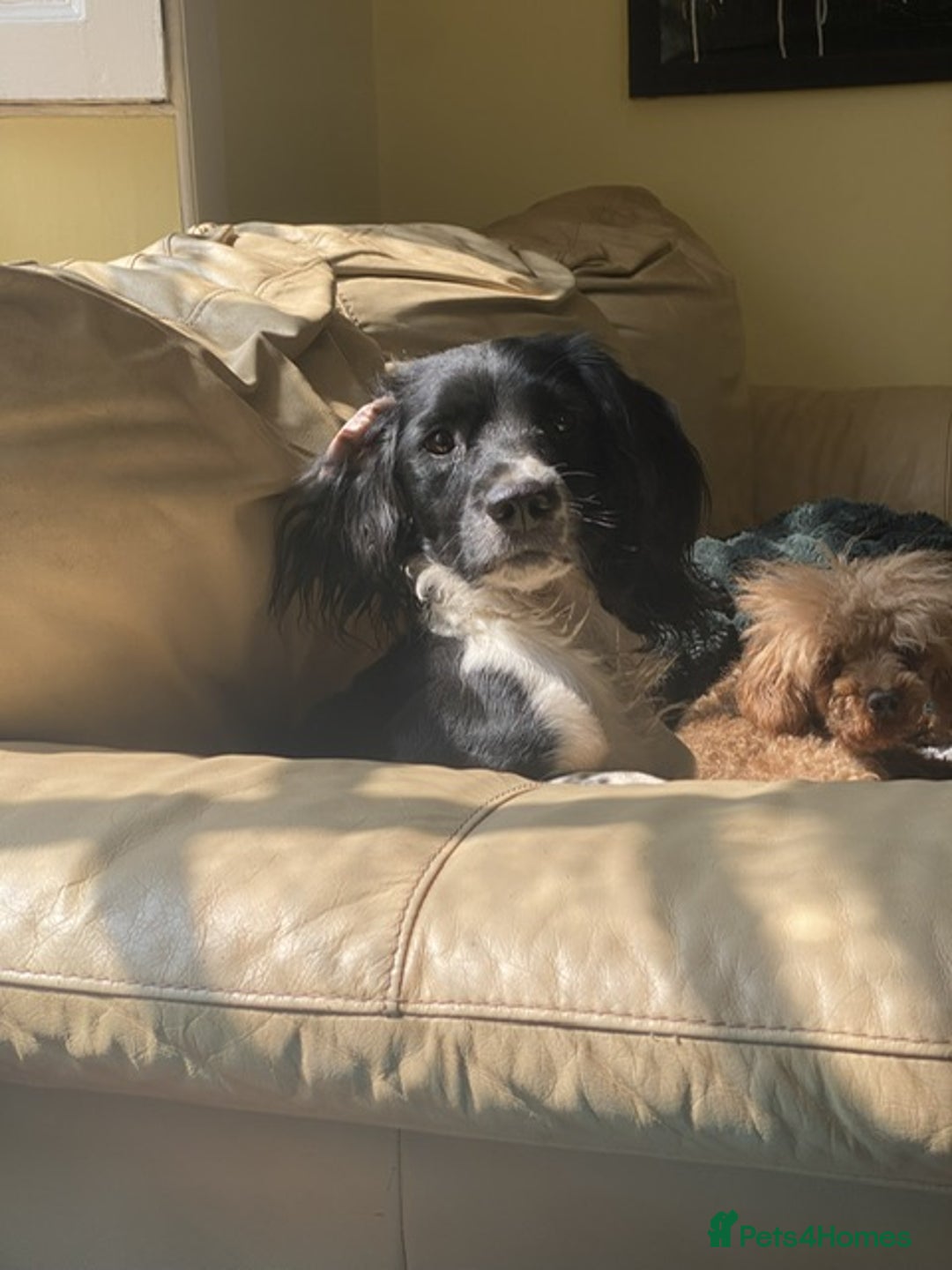 English Springer Spaniel dogs for sale: block coloured black & white springer bitch  - Image 1