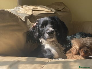 English Springer Spaniel dogs - Advert 1