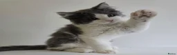 Maine Coon cats for sale: Maincoon Ragdoll Kitten Ready for loving home - Advert 8
