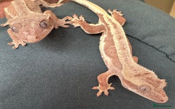 Gecko reptiles for sale: Crested gecko - Image 3