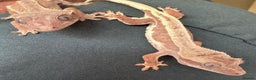 Gecko reptiles for sale: Crested gecko £ONO - Advert 3
