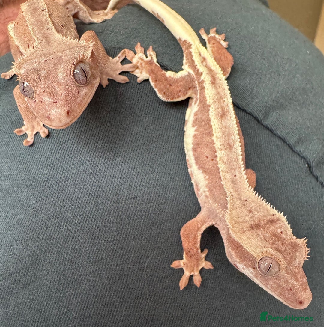 Gecko reptiles for sale: Crested gecko - Image 3