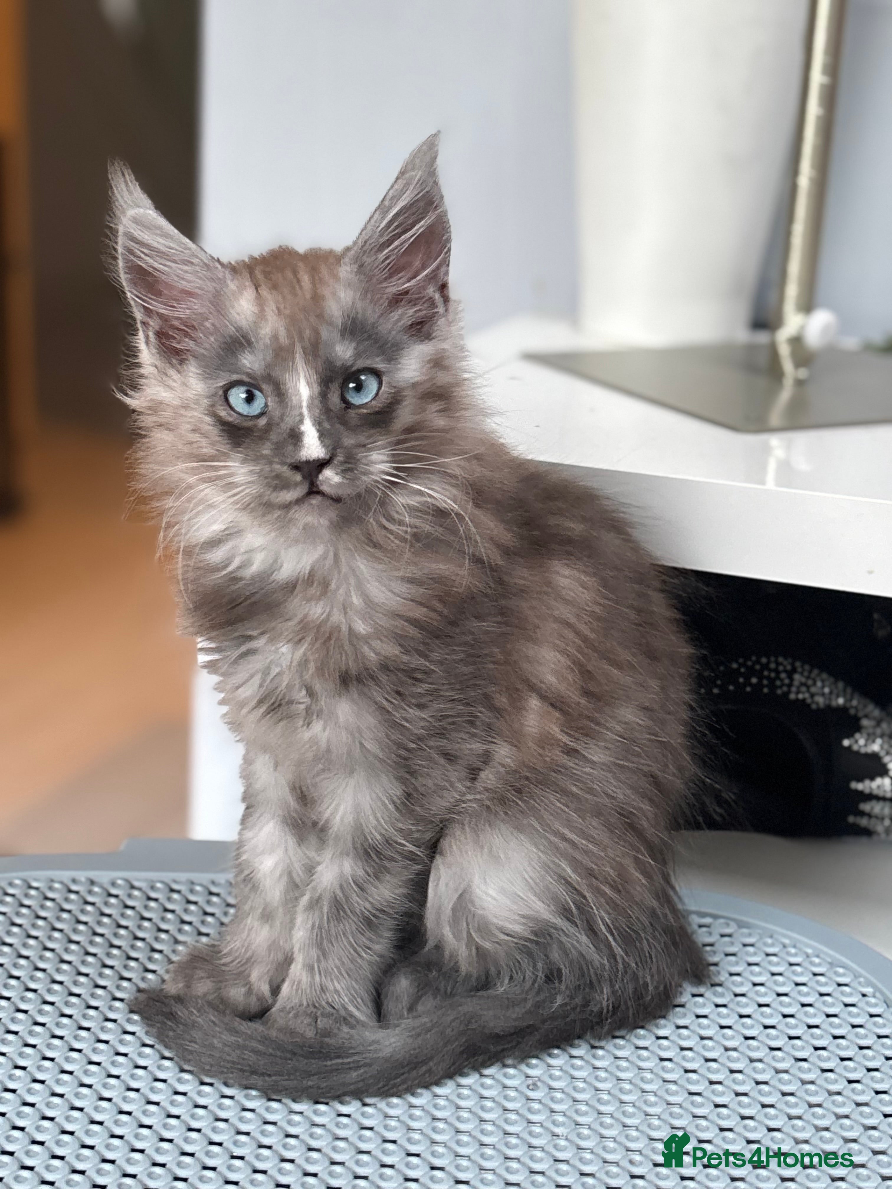 Maine Coon cats Cute Maine coon 2 boys & girl Blue eyes  - Advert 7