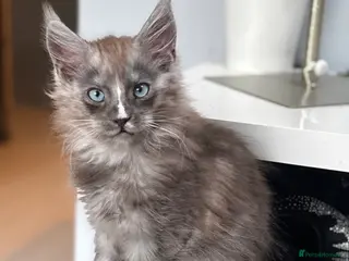 Maine Coon cats Cute Maine coon 2 boys & girl Blue eyes - Advert 7