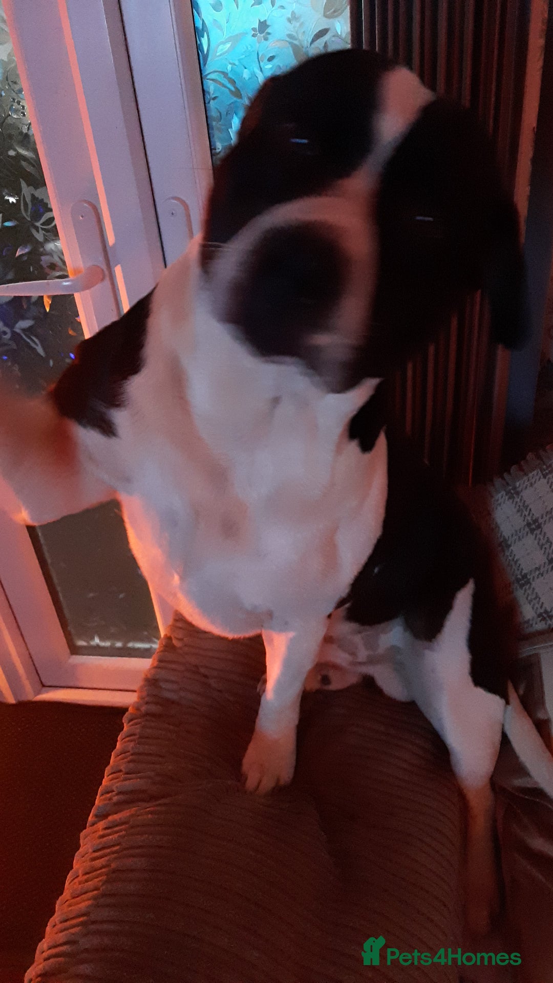 Staffordshire Bull Terrier dogs for stud: Staffordshire bull terrior for stud - Image 2