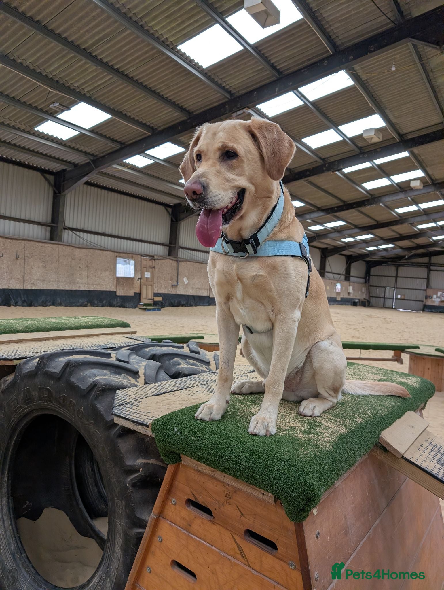 Labrador Retriever dogs Kobi  - Advert 2
