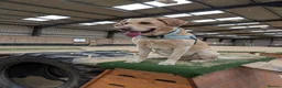 Labrador Retriever dogs for stud: Kobi  in Worthing - Advert 2