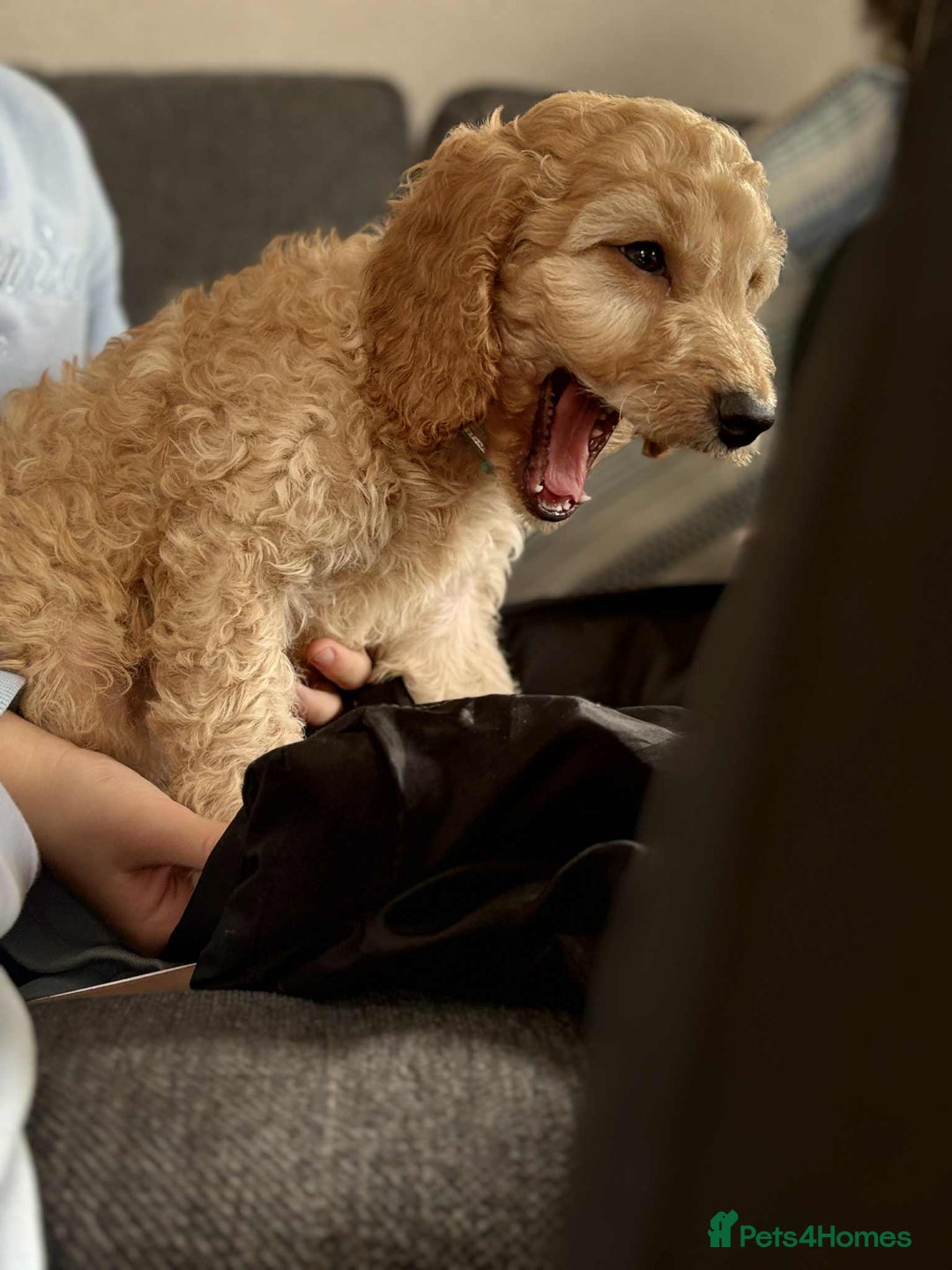 Cockapoo dogs for sale: Beautiful Cockapoos  - Image 7