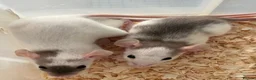 Rat rodents for sale: Baby dumbo rats for sale  - Advert 4