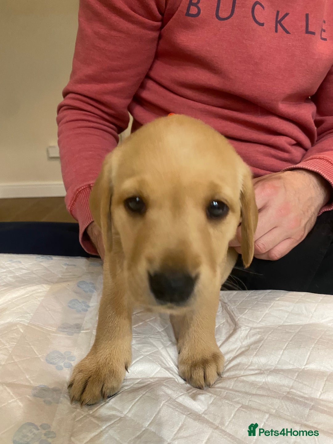 Labrador Retriever dogs for sale: Gorgeous Working Labrador puppies  - Advert 16