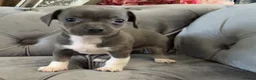 Chiweenie dogs for sale: Chiweenie pup. Chihuahua cross dachshund  in Croydon - Advert 3