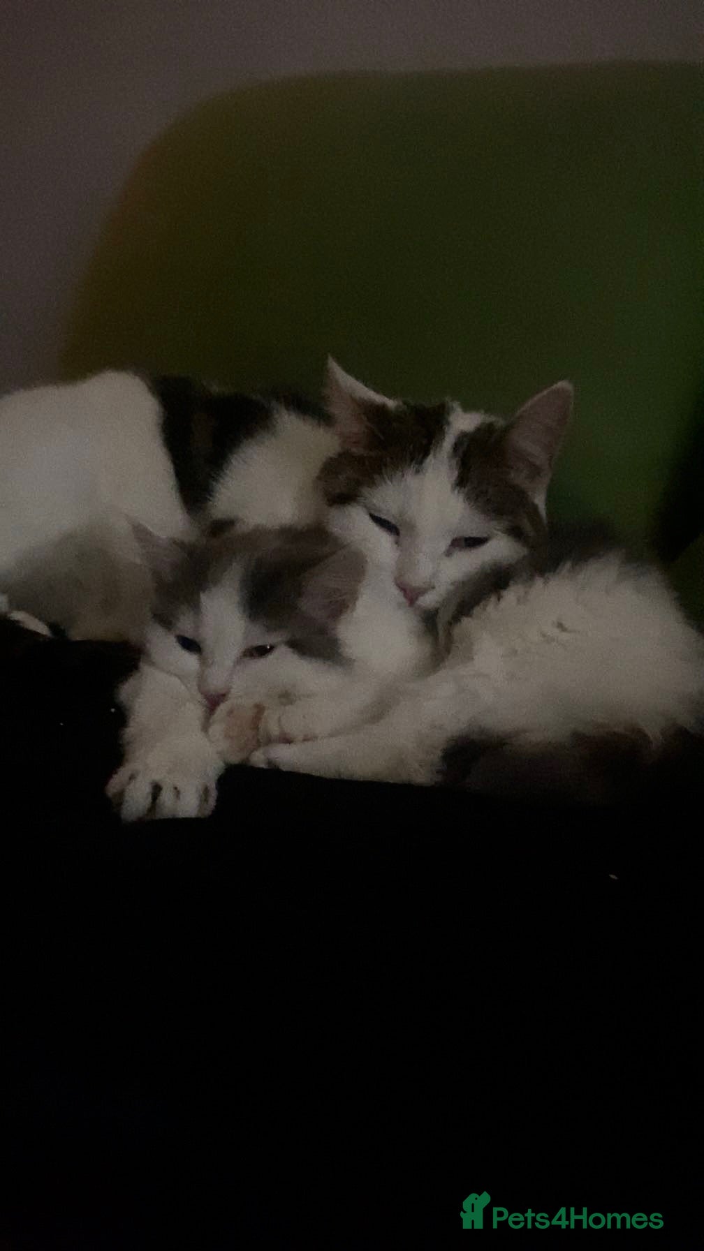 Mixed Breed cats Fluffy kitten for sale  - Advert 2