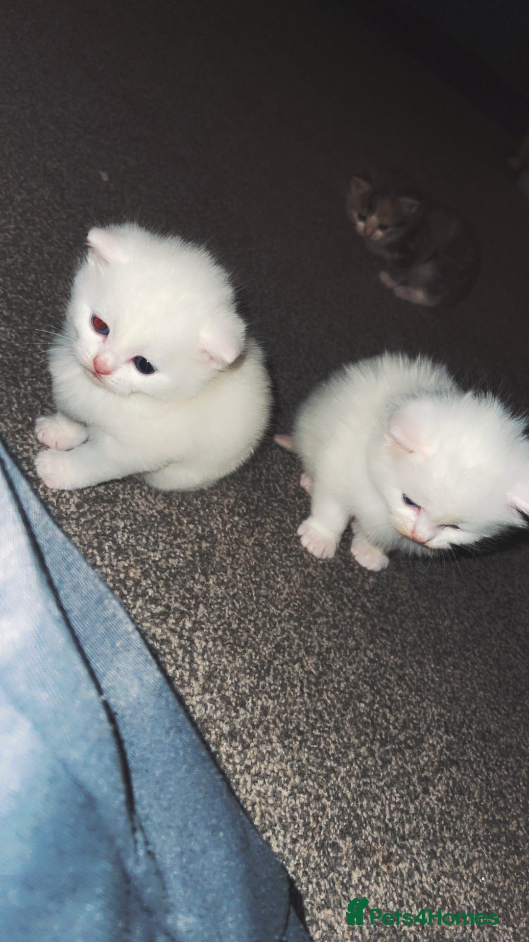 Turkish Angora cats for sale: Beautiful Turkish angora kittens.  - Advert 9
