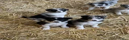 Border Collie dogs for sale: Beautiful border collie puppies  - Advert 20