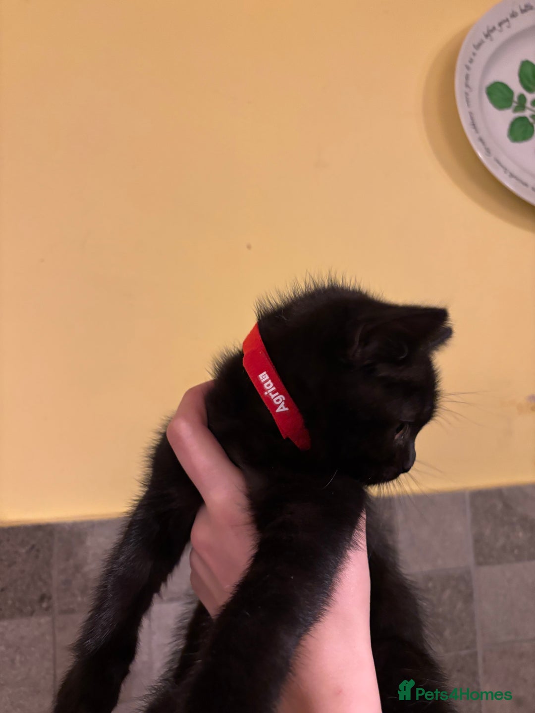 British Shorthair cats for sale: ⭐️Ready 8th Dec⭐️1 left.British Shorthair X Cross - Advert 5