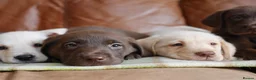 Labrador Retriever dogs for sale: Stunning Health Tested Labrador Puppies - Advert 13