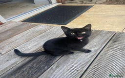 British Shorthair cats for sale: British short hair kitten cross  - Image 1