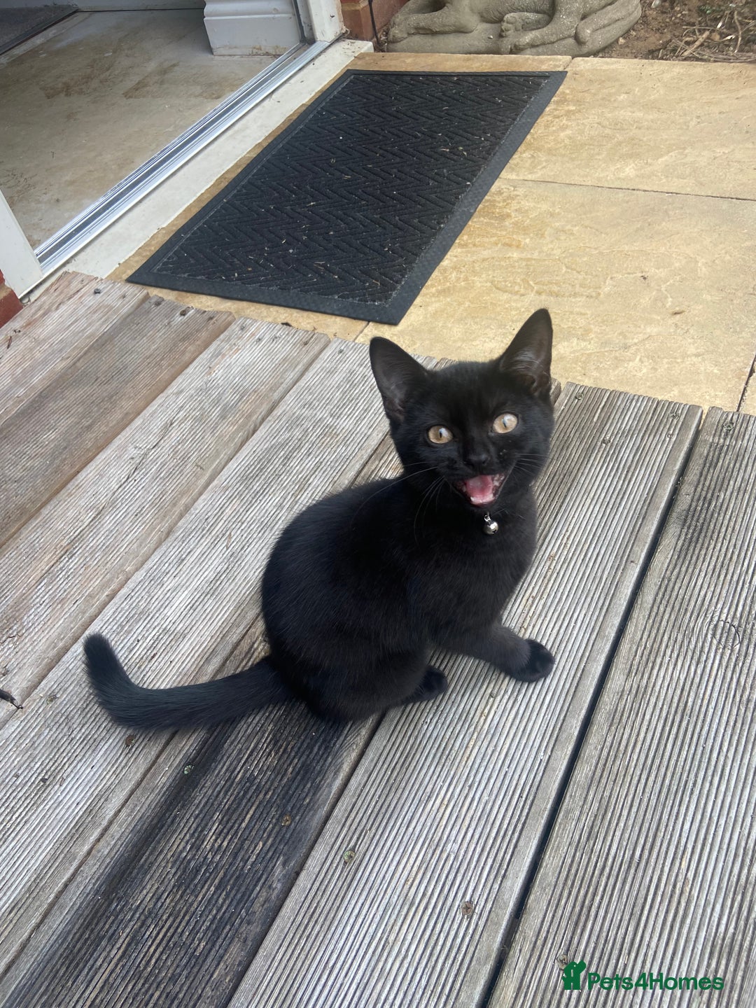 British Shorthair cats for sale: British short hair kitten cross  - Image 1