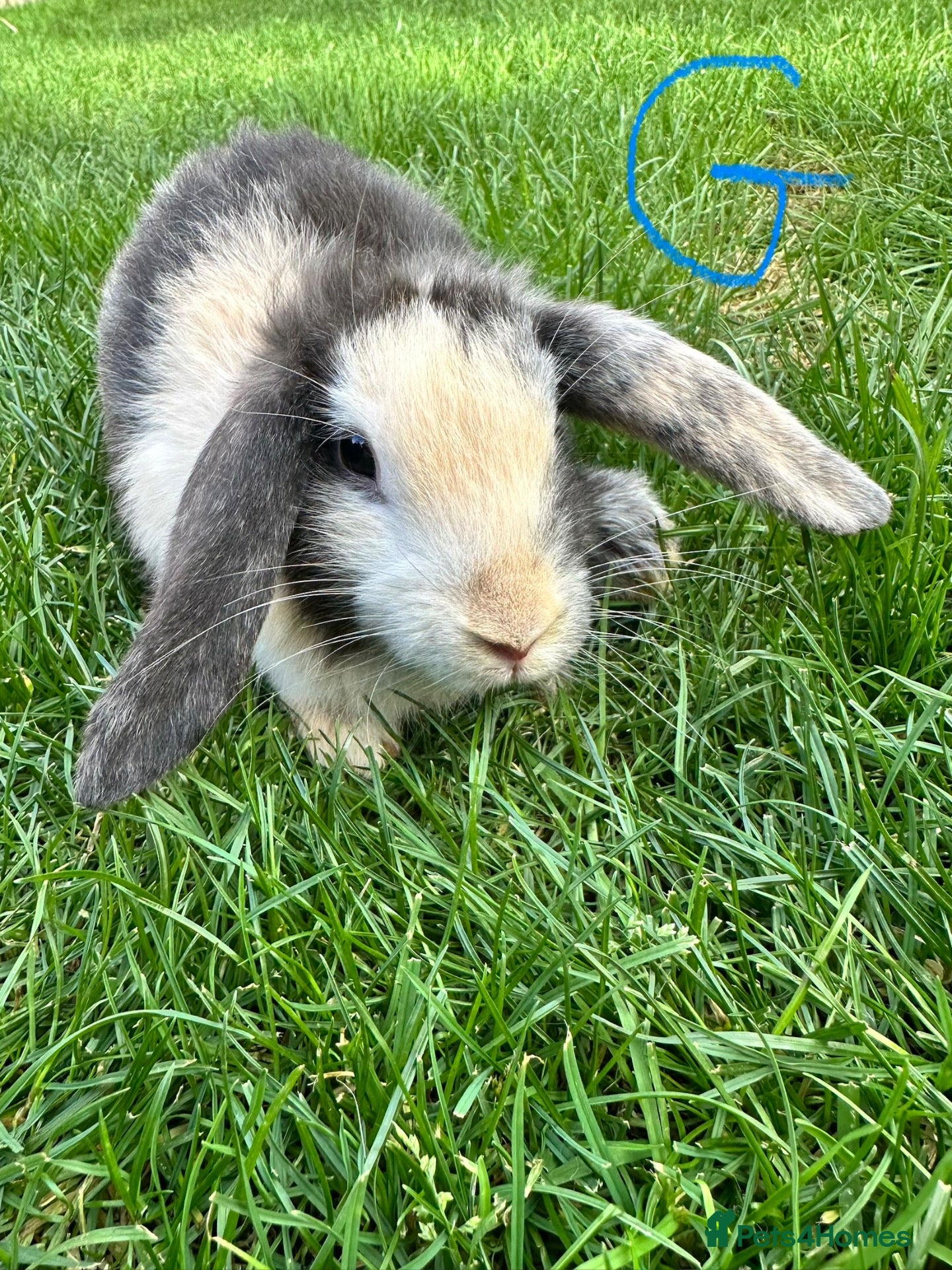 Mini Lop rabbits Mini Lop Rabbits For Sale  - Advert 2