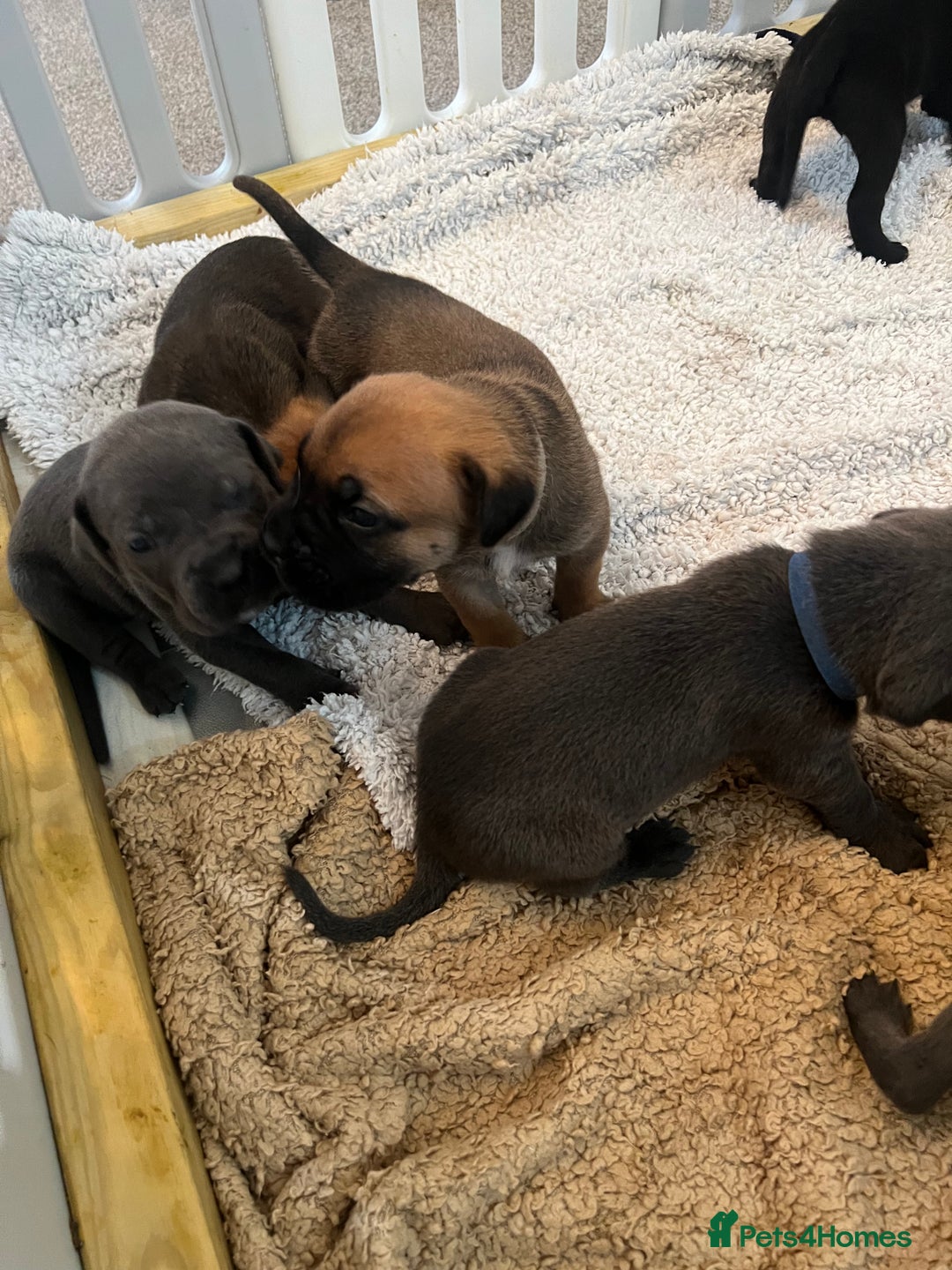 Cane Corso dogs for sale: Cane corsos puppies  - Advert 11