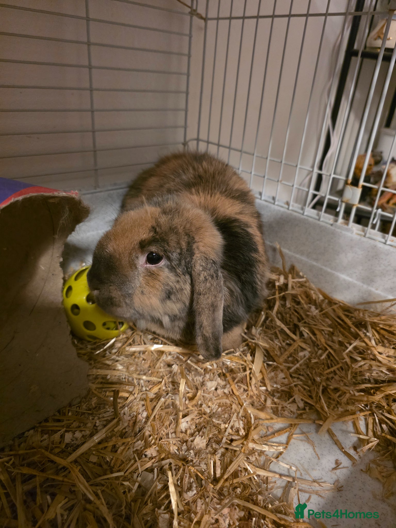 Mixed Breed rabbits Male Rabbit For Rehome  - Advert 4