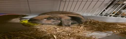 Mixed Breed rabbits for sale: Male Rabbit For Rehome  - Advert 3