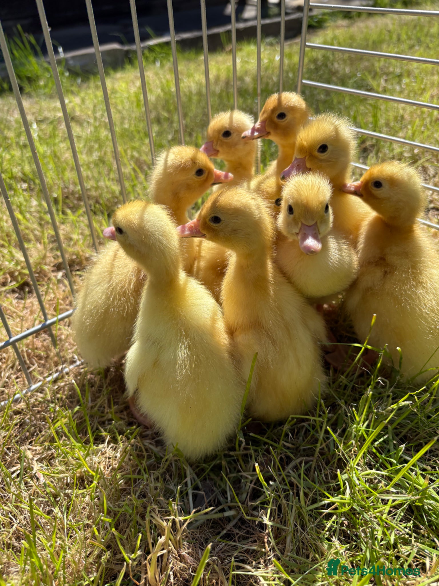 Ducks poultry Cherry valley  - Advert 8