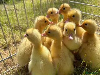 Ducks poultry Cherry valley - Advert 17