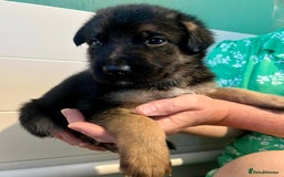 German Shepherd dogs for sale: BEAUTIFUL GERMAN SHEPHERD PUPPIES 😍 - Image 1