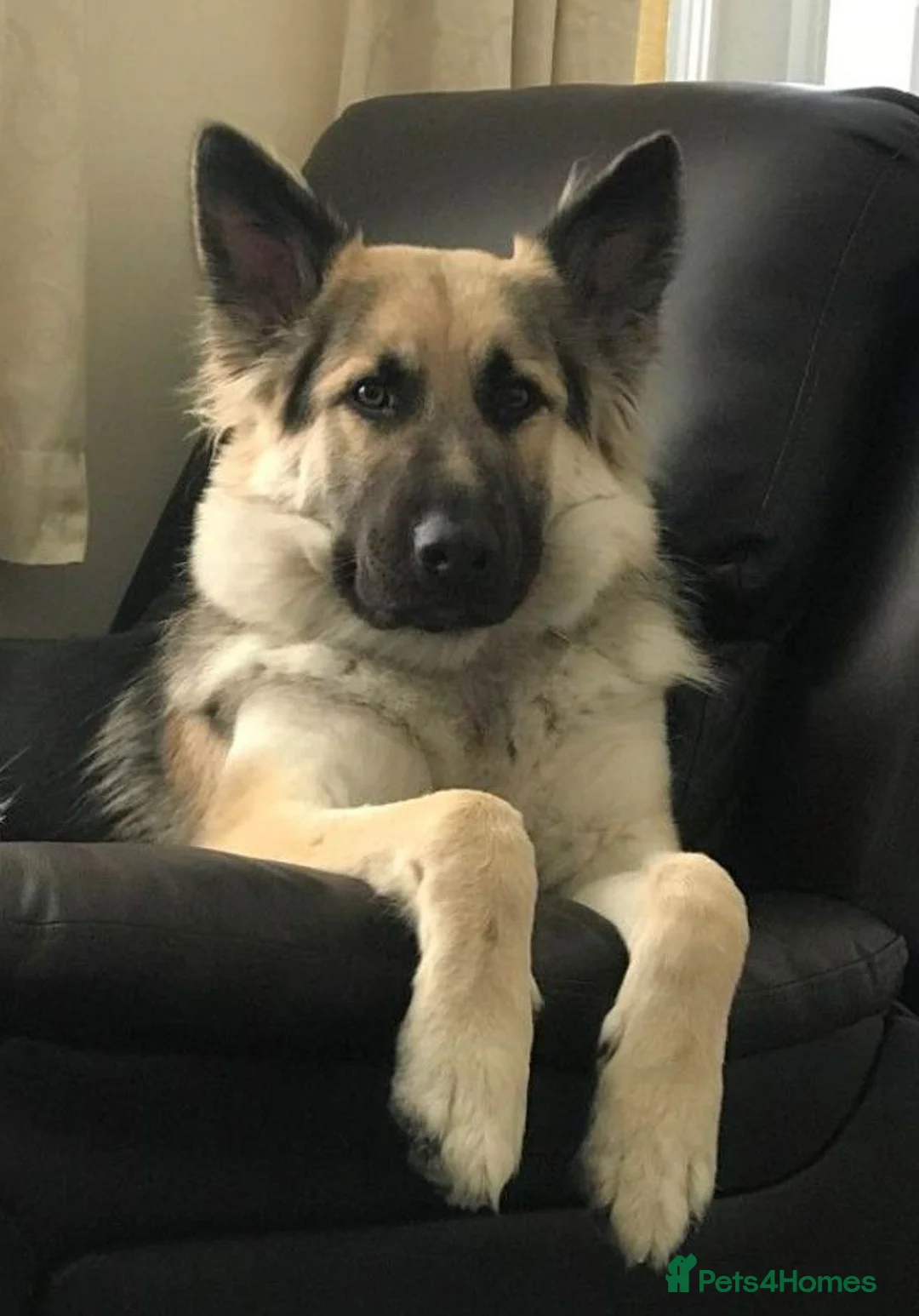 German Shepherd dogs for sale: White German shepherd KC - Advert 11
