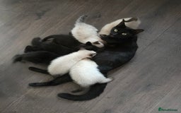 Ragdoll cats for sale: 12 half-Ragdolls (£150-£475) - Image 30