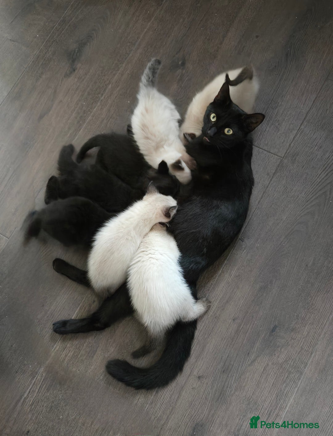 Ragdoll cats for sale: 12 half-Ragdolls (£150-£475) - Image 30